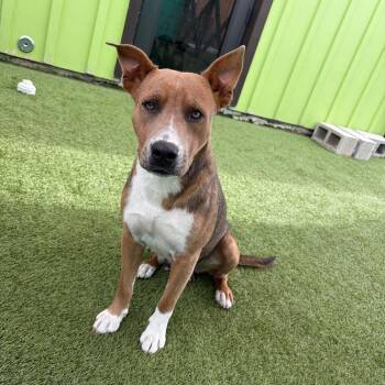 Mixed Breed Dogs Available for Adoption in Loxahatchee Groves, Florida - Evina 7960 | PetCurious