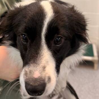 Rescue Border Collie and Mixed Breed Dogs for Adoption in Chariton, Iowa - Panda | PetCurious