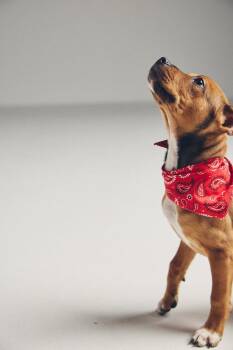 Labrador Retriever Dogs Available for Adoption in Pottstown, Pennsylvania - Nutty | PetCurious