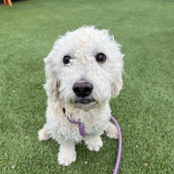 IVHS-Stray-140137 -  Poodle Dog for Adoption in San Gabriel, California - IVHS-Stray-140137 | PetCurious