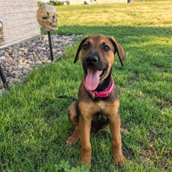 Nina -  Shepherd Dog for Adoption in Harlingen, Texas - Nina | PetCurious