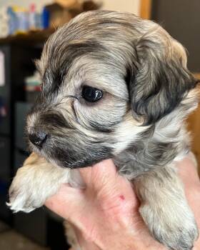 Ayla -  Poodle and Shih Tzu Dog for Adoption in Thompson Falls, Montana - Ayla | PetCurious