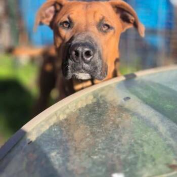 Duke -  Cane Corso and Mixed Breed Dog for Adoption in Dover, Arkansas - Duke | PetCurious
