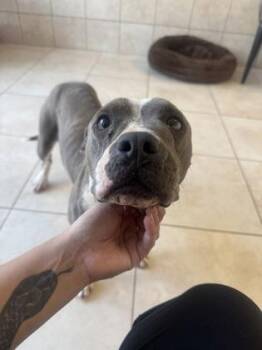 Vivienne -  American Staffordshire Terrier and Mixed Breed Dog for Adoption in Farmers Branch, Texas - Vivienne | PetCurious