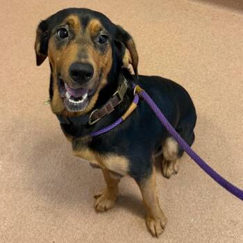 Velveeta 7431 -  Mixed Breed Dog for Adoption in Glenfield, New York - Velveeta 7431 | PetCurious