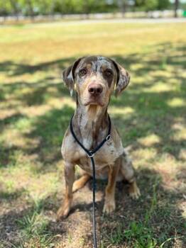 Catahoula Leopard Dog and Mixed Breed Dogs Available for Adoption in Aiken, South Carolina - Pearl | PetCurious