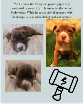 Bulldog Dogs Available for Adoption - Thor  | PetCurious