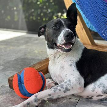 Mixed Breed Dogs Available for Adoption - Charlie | PetCurious