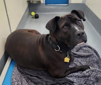 OREO -  Pit Bull Terrier and Mixed Breed Dog for Adoption in St. Louis, Missouri - OREO | PetCurious