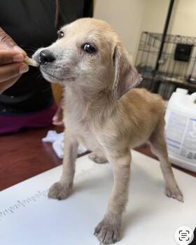 Baby Tara -  Labrador Retriever and Retriever Dog for Adoption in Washington, District Of Columbia - Baby Tara | PetCurious