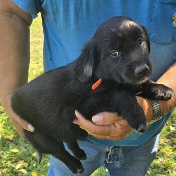 Holly -  Golden Retriever and Labrador Retriever Dog for Adoption in Zaleski, Ohio - Holly | PetCurious
