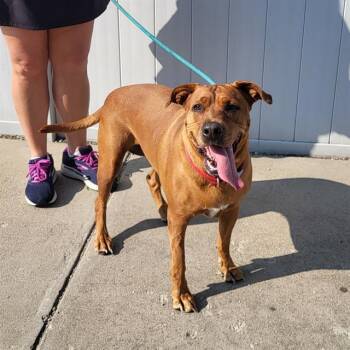 Rescue Labrador Retriever and Pit Bull Terrier Dogs for Adoption in Louisville, Kentucky - SHILOH | PetCurious