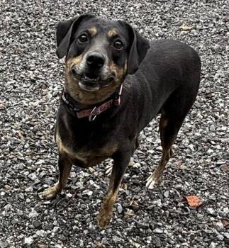 Sadie Mae -  Mixed Breed Dog for Adoption in Wilkesboro, North Carolina - Sadie Mae | PetCurious