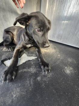 MARRY -  Labrador Retriever Dog for Adoption in San Antonio, Texas - MARRY | PetCurious