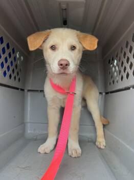 Shirley -  Yellow Labrador Retriever and Australian Shepherd Dog for Adoption in Fort Collins, Colorado - Shirley | PetCurious