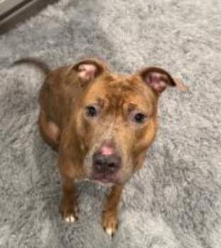 Pit Bull Terrier Dogs Available for Adoption - MAZEY (Tripod) | PetCurious