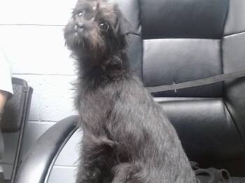 Border Terrier and Mixed Breed Dogs Available for Adoption - CHUMINA | PetCurious