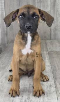 Zing -  Black Mouth Cur and Mixed Breed Dog for Adoption in Shreveport, Louisiana - Zing | PetCurious