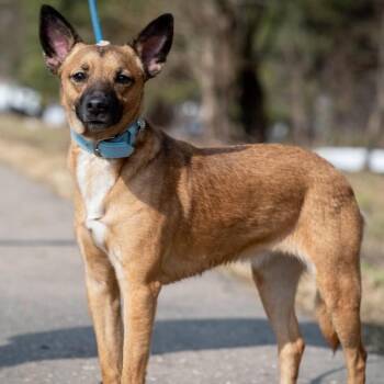 Roxy -  Rat Terrier and Miniature Pinscher Dog for Adoption in Morristown, New Jersey - Roxy | PetCurious