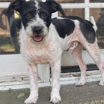 Scout -  Wirehaired Terrier and Aussiedoodle Dog for Adoption in Dallas, Texas - Scout | PetCurious