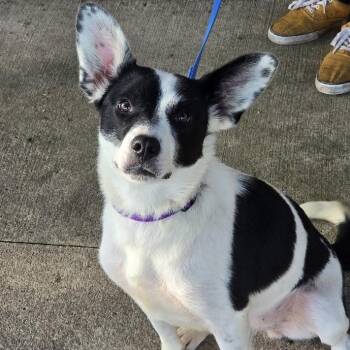 Mary -  Corgi and Border Collie Dog for Adoption in Waterloo, Iowa - Mary | PetCurious