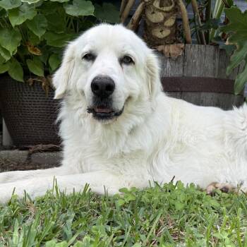 Great Pyrenees Dogs Available for Adoption - Soleil | PetCurious