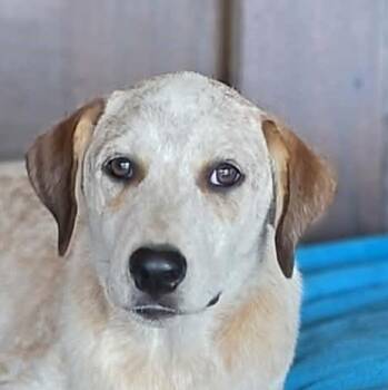 Scout -  Australian Cattle Dog Blue Heeler and Pointer Dog for Adoption in Boerne, Texas - Scout | PetCurious