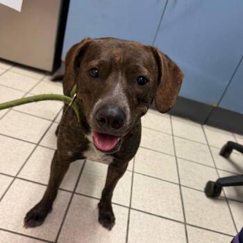 Junie B. Jones -  Mixed Breed Dog for Adoption in Charleston, West Virginia - Junie B. Jones | PetCurious