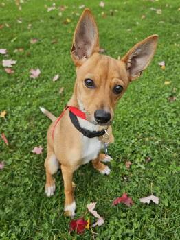 Rescue Italian Greyhound and Chihuahua Dogs for Adoption in Alameda, California - Obi | PetCurious