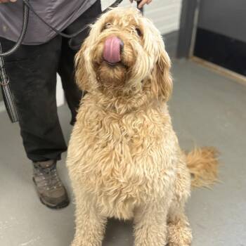 Sugar Bear -  Standard Poodle and Golden Retriever Dog for Adoption in Peachtree City, Georgia - Sugar Bear | PetCurious