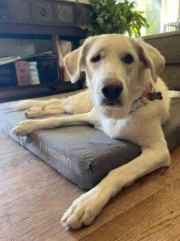 MINDY -  Labrador Retriever Dog for Adoption in Broken Arrow, Oklahoma - MINDY | PetCurious