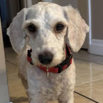Paddington -  Terrier and Mixed Breed Dog for Adoption in Goleta, California - Paddington | PetCurious