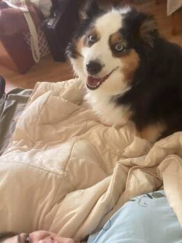 Lexi Grace -  Australian Shepherd Dog for Adoption in Bloomington, Indiana - Lexi Grace | PetCurious