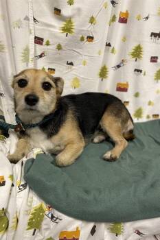 A614337 -  Border Terrier and Mixed Breed Dog for Adoption in Modesto, California - A614337 | PetCurious