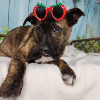Shepherd Dogs Available for Adoption in Fort Wayne, Indiana - Jubilee | PetCurious