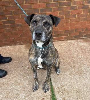 Rescue Pit Bull Terrier Dogs for Adoption in Stillwater, Oklahoma - Alan | PetCurious