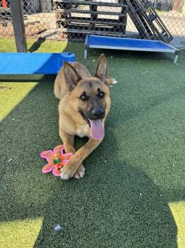 German Shepherd Dog Dogs Available for Adoption - MIA | PetCurious