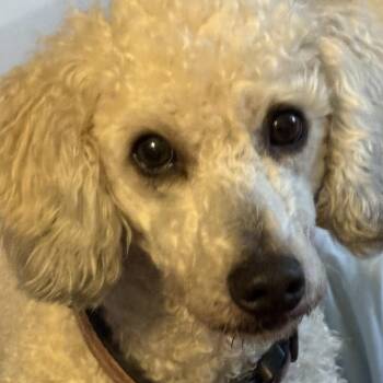 Bernadoodle Dogs Available for Adoption in Eaton Rapids, Michigan - Nynaeve | PetCurious