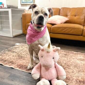 Delilah the sweetest old soul -  Boxer and American Bully Dog for Adoption in Friendswood, Texas - Delilah The Sweetest Old Soul | PetCurious