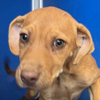 112326 -  Mixed Breed Dog for Adoption in Las Cruces, New Mexico - 112326 | PetCurious