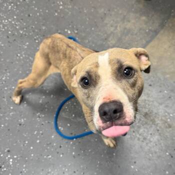 Gunner -  Mixed Breed Dog for Adoption in Columbiana, Alabama - Gunner | PetCurious