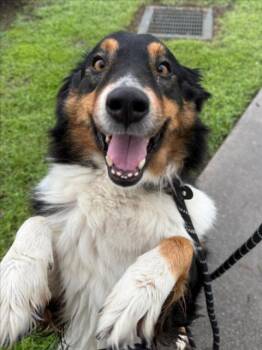 Australian Shepherd Dogs Available for Adoption - *HONEYBEE | PetCurious