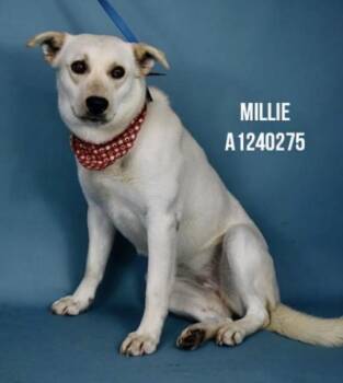 Shepherd and Labrador Retriever Dogs Available for Adoption - Millie — URGENT! | PetCurious
