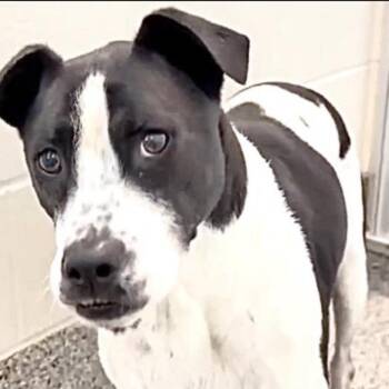 Journey -  Australian Cattle Dog Blue Heeler Dog for Adoption in Aledo, Texas - Journey | PetCurious