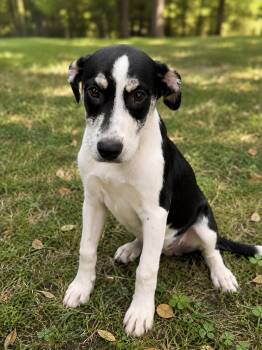 Josie -  Labrador Retriever Dog for Adoption in Alexander City, Alabama - Josie | PetCurious