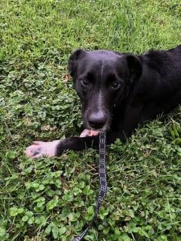 Keiko -  Border Collie Dog for Adoption in Manhasset, New York - Keiko | PetCurious