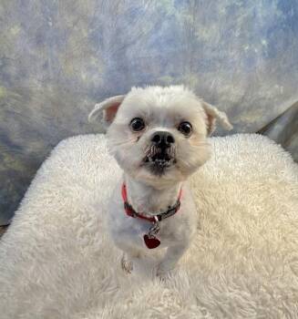 Cremini -  Maltese and Poodle Dog for Adoption in Richmond, Texas - Cremini | PetCurious