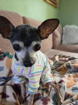 Ducky 1939 -  Chihuahua Dog for Adoption in Plymouth, Michigan - Ducky 1939 | PetCurious