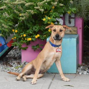 Nikola -  Labrador Retriever Dog for Adoption in Wake Forest, North Carolina - Nikola | PetCurious