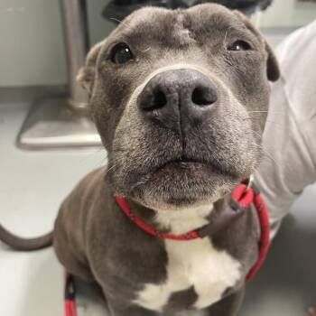 Mixed Breed Dogs Available for Adoption - Lyla | PetCurious